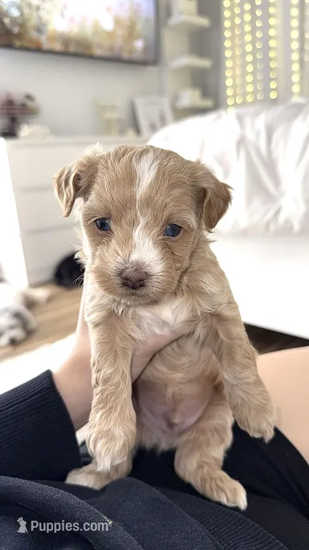 Armani – Maltipoo puppy for sale in Crystal Lake, IL