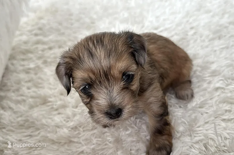Coco – Maltipoo puppy for sale in Crystal Lake, IL