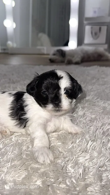 Chanel – Maltipoo puppy for sale in Crystal Lake, IL