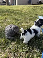 Chanel, a female Maltipoo for sale in Crystal Lake, IL – Photo 2 of 2