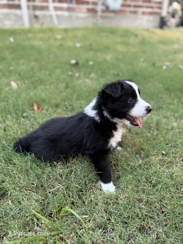 Harry – Border Collie puppy for sale in Rockwall, TX