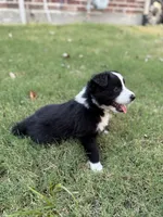 Harry, a male Border Collie for sale in Rockwall, TX – 1 of 6