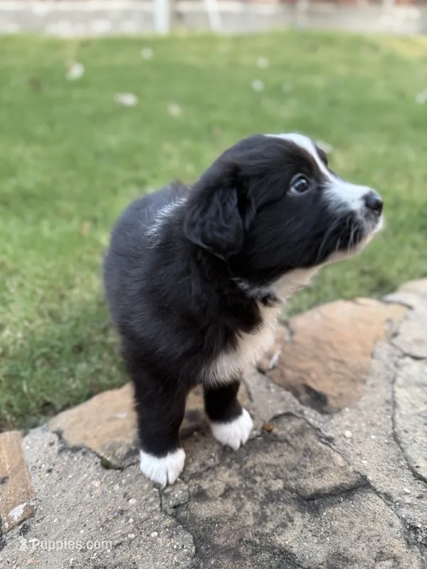 Bonnie – Border Collie puppy for sale in Rockwall, TX