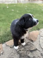 Bonnie, a female Border Collie for sale in Rockwall, TX – 1 of 10