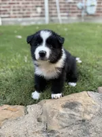Simba, a male Border Collie for sale in Rockwall, TX – 4 of 5