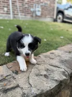 Scarlett, a female Border Collie for sale in Rockwall, TX – 4 of 4