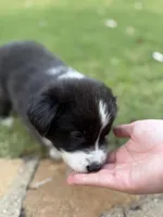 Ricky, a male Border Collie for sale in Rockwall, TX – 7 of 10