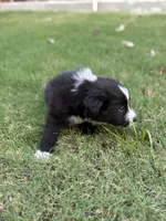 Bonnie, a female Border Collie for sale in Rockwall, TX – 9 of 10