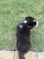 Ricky, a male Border Collie for sale in Rockwall, TX – 3 of 10