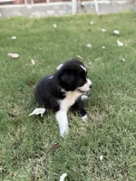 Ricky, a male Border Collie for sale in Rockwall, TX – 6 of 10