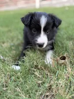 Lucy Lou, a female Border Collie for sale in Rockwall, TX – 7 of 8