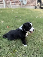 Harry, a male Border Collie for sale in Rockwall, TX – 4 of 6