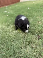 Bonnie, a female Border Collie for sale in Rockwall, TX – 6 of 10