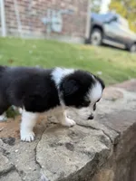Scarlett, a female Border Collie for sale in Rockwall, TX – 2 of 4