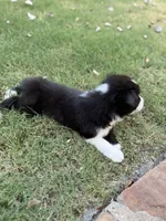 Ricky, a male Border Collie for sale in Rockwall, TX – 9 of 10