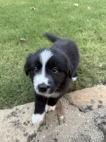 Bonnie, a female Border Collie for sale in Rockwall, TX – 10 of 10