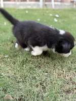 Ricky, a male Border Collie for sale in Rockwall, TX – 5 of 10