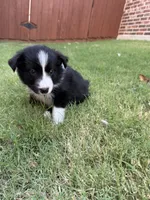 Lucy Lou, a female Border Collie for sale in Rockwall, TX – 6 of 8