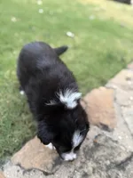 Bonnie, a female Border Collie for sale in Rockwall, TX – 5 of 10