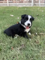Harry, a male Border Collie for sale in Rockwall, TX – 2 of 6