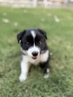 Ricky, a male Border Collie for sale in Rockwall, TX – 4 of 10