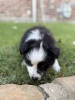 Scarlett, a female Border Collie for sale in Rockwall, TX – 3 of 4