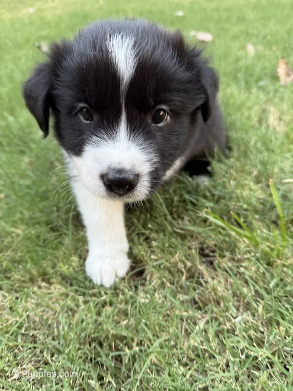 Ricky – Border Collie puppy for sale in Rockwall, TX