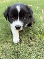 Ricky, a male Border Collie for sale in Rockwall, TX – 1 of 10