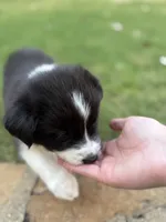 Ricky, a male Border Collie for sale in Rockwall, TX – 8 of 10