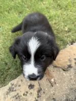 Bonnie, a female Border Collie for sale in Rockwall, TX – 7 of 10
