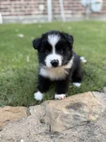 Simba, a male Border Collie for sale in Rockwall, TX – 5 of 5