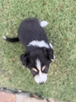 Crocket, a male Border Collie for sale in Rockwall, TX – 2 of 5