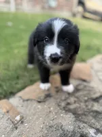 Bonnie, a female Border Collie for sale in Rockwall, TX – 3 of 10