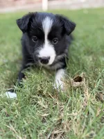 Lucy Lou, a female Border Collie for sale in Rockwall, TX – 2 of 8