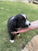 Bonnie, a female Border Collie for sale in Rockwall, TX – 2 of 10