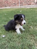 Crocket, a male Border Collie for sale in Rockwall, TX – 3 of 5