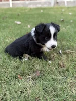 Harry, a male Border Collie for sale in Rockwall, TX – 3 of 6
