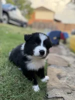 Simba, a male Border Collie for sale in Rockwall, TX – 2 of 5
