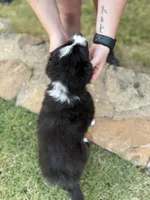 Bonnie, a female Border Collie for sale in Rockwall, TX – 8 of 10