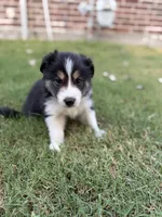 Crocket, a male Border Collie for sale in Rockwall, TX – 5 of 5