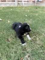 Lucy Lou, a female Border Collie for sale in Rockwall, TX – 4 of 8