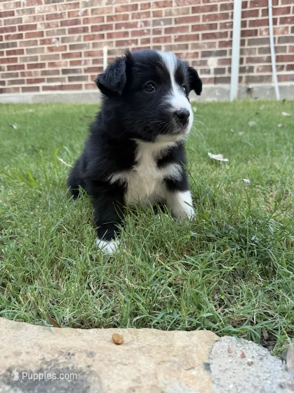 Lucy Lou – Border Collie puppy for sale in Rockwall, TX