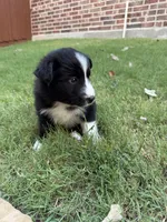 Lucy Lou, a female Border Collie for sale in Rockwall, TX – 3 of 8