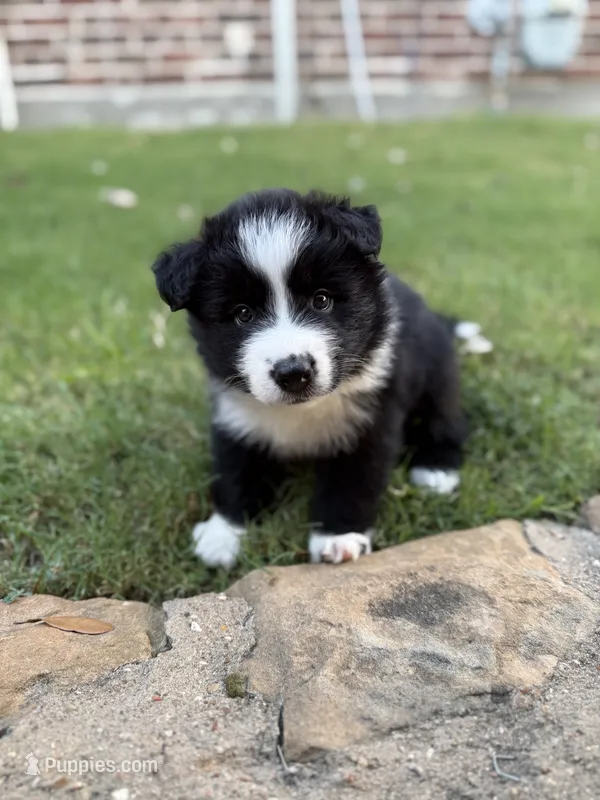 Simba – Border Collie puppy for sale in Rockwall, TX