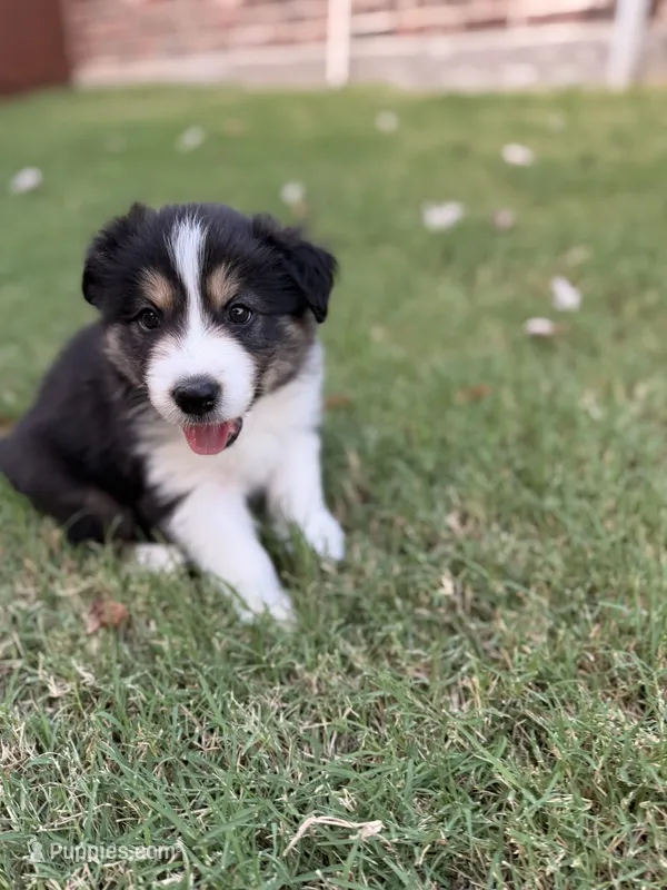 Crocket – Border Collie puppy for sale in Rockwall, TX