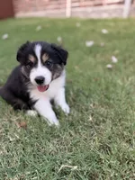 Crocket, a male Border Collie for sale in Rockwall, TX – 1 of 5