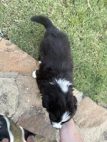 Bonnie, a female Border Collie for sale in Rockwall, TX – 4 of 10