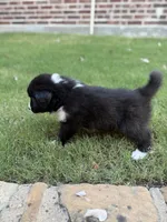 Simba, a male Border Collie for sale in Rockwall, TX – 3 of 5