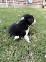 Ricky, a male Border Collie for sale in Rockwall, TX – 10 of 10