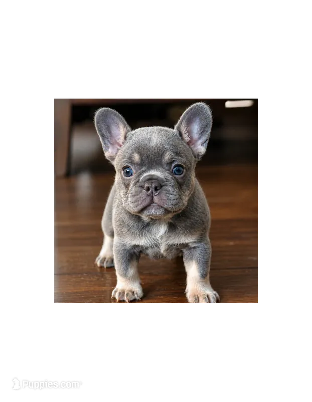 Mabel – French Bulldog puppy for sale in Spring Hill, FL